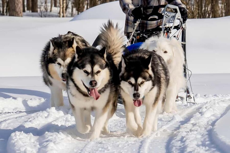 Rovaniemi: Husky Safari & Campfire BBQ – 6‑10 km Self‑Drive - The Campfire BBQ Stop: Warm Food Makes the Day Work