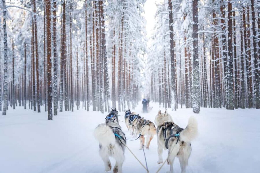 Rovaniemi: Husky Safari & Campfire BBQ – 6‑10 km Self‑Drive - Small Group Comfort: Why Max 8 Is a Big Deal
