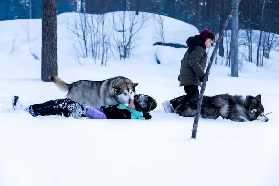 Rovaniemi: Husky Safari & Campfire BBQ – 6‑10 km Self‑Drive - Price and Value: Is $294 Worth It?