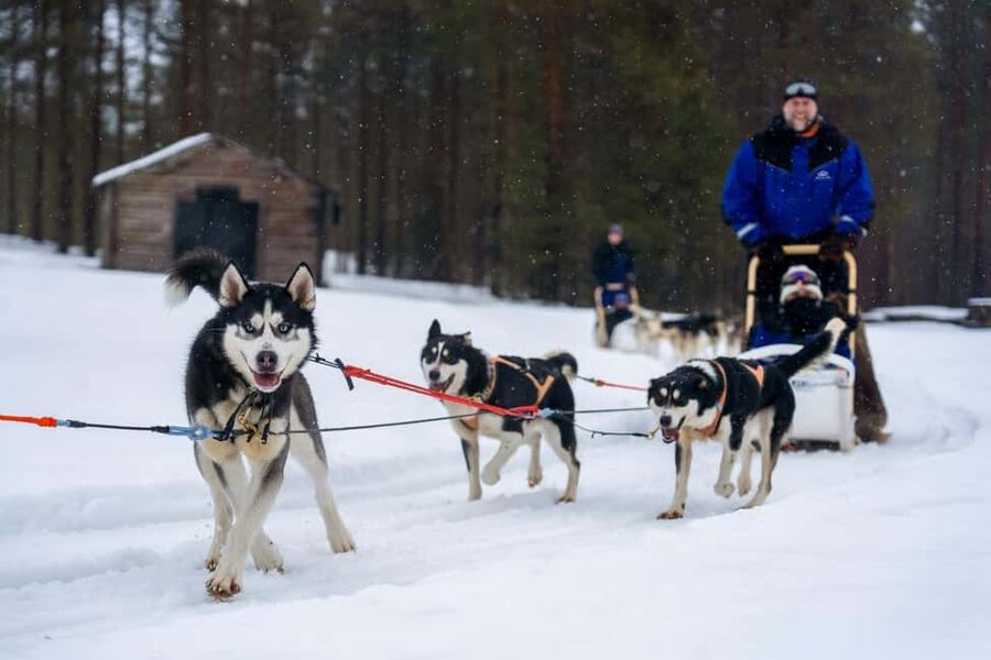 Rovaniemi: Husky Safari & Campfire BBQ – 6‑10 km Self‑Drive - Who Should Book This Husky Safari?
