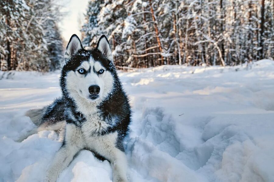 Rovaniemi: Husky Safari on a Snowy Trail - Rovaniemi husky riding, the way Lapland should feel