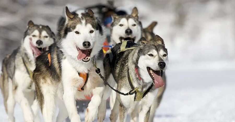 Rovaniemi: Husky Safari on a Snowy Trail - Getting picked up, getting dressed, and why the first 30 minutes matter