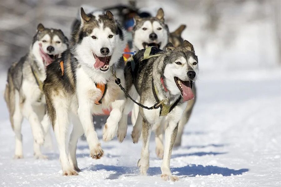 Rovaniemi: Husky Safari on a Snowy Trail - Driving your own husky sled on a snowy trail