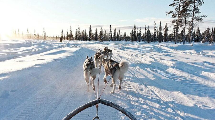 Rovaniemi: Husky Safari on a Snowy Trail - Price and value: what $269 buys in real winter time