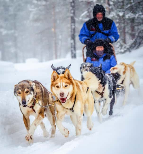 Rovaniemi: Husky Sled Ride and Farm Visit - Quick Hits Before You Go