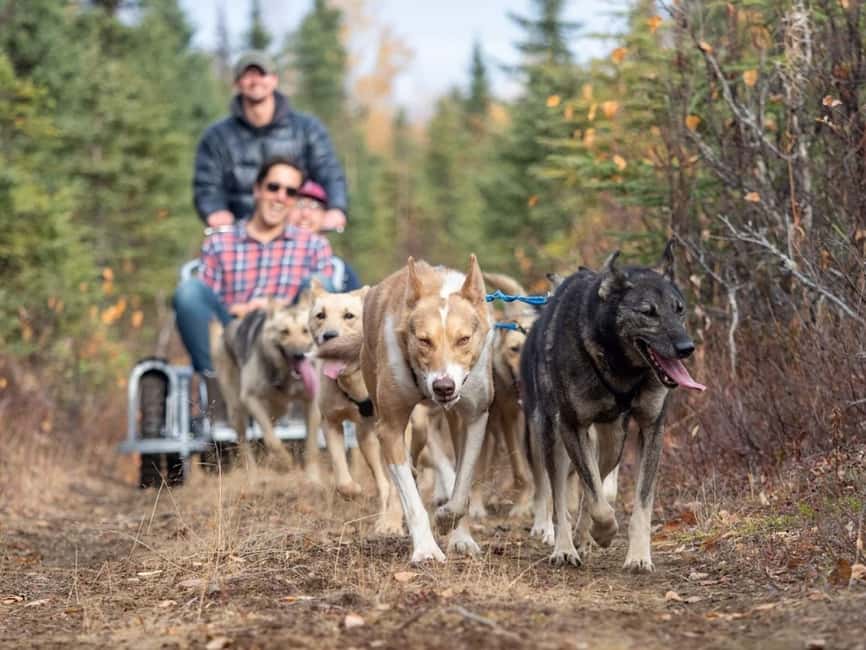 Rovaniemi: Husky Sled Ride and Farm Visit - Warming Up in a Heated Hut With Hot Drinks and Cookies