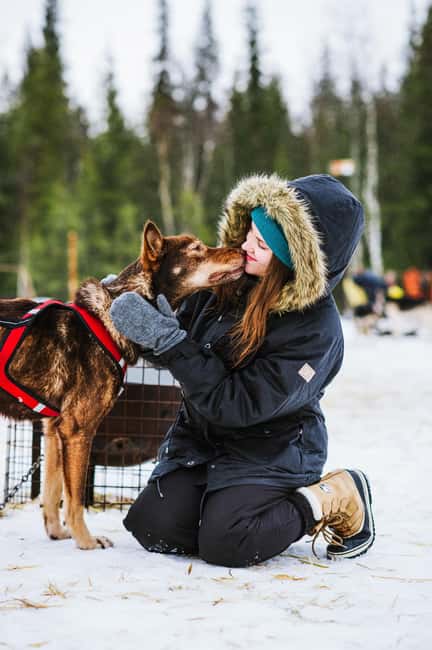 Rovaniemi: Husky Sled Ride and Farm Visit - Getting From Rovaniemi: Hotel Transfers That Save Your Energy
