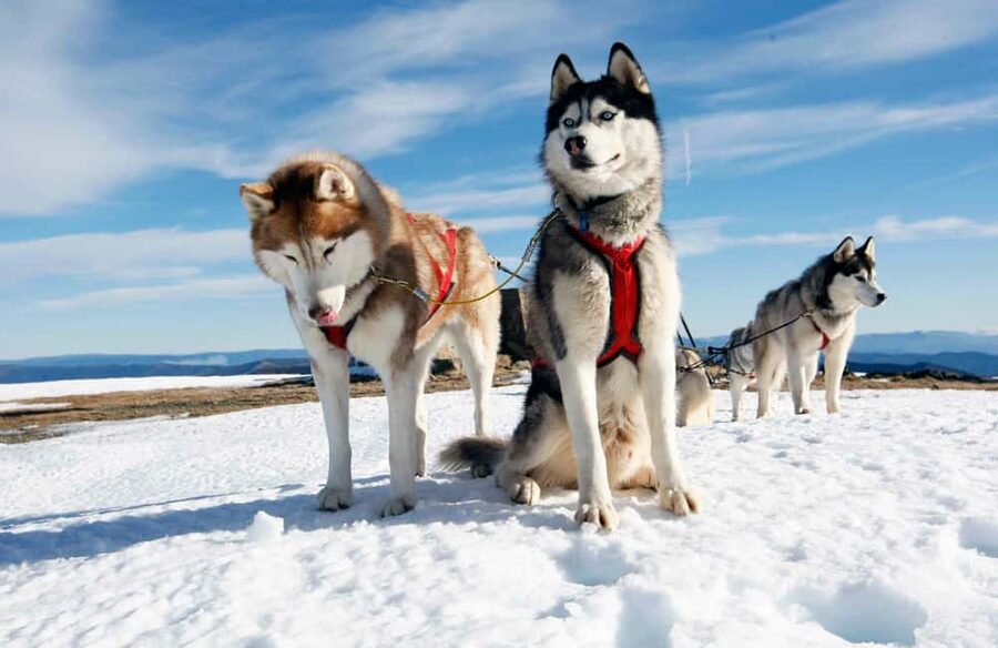 Rovaniemi: Husky Sled Ride and Farm Visit - English Guide, Clear Rules, and Less Guesswork