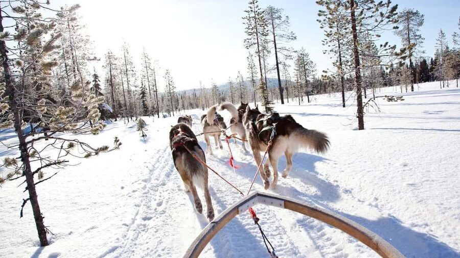 Rovaniemi: Husky Sled Ride and Farm Visit - Price and Value: What 117 Per Person Really Buys