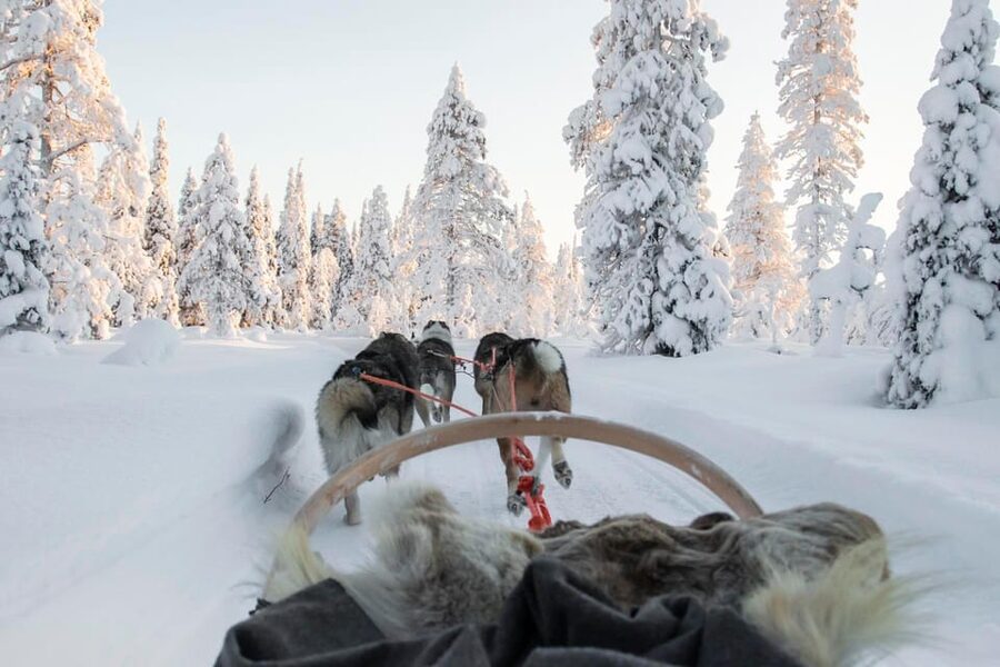 Rovaniemi: Husky Sled Ride and Farm Visit - Who This Husky Experience Is Best For