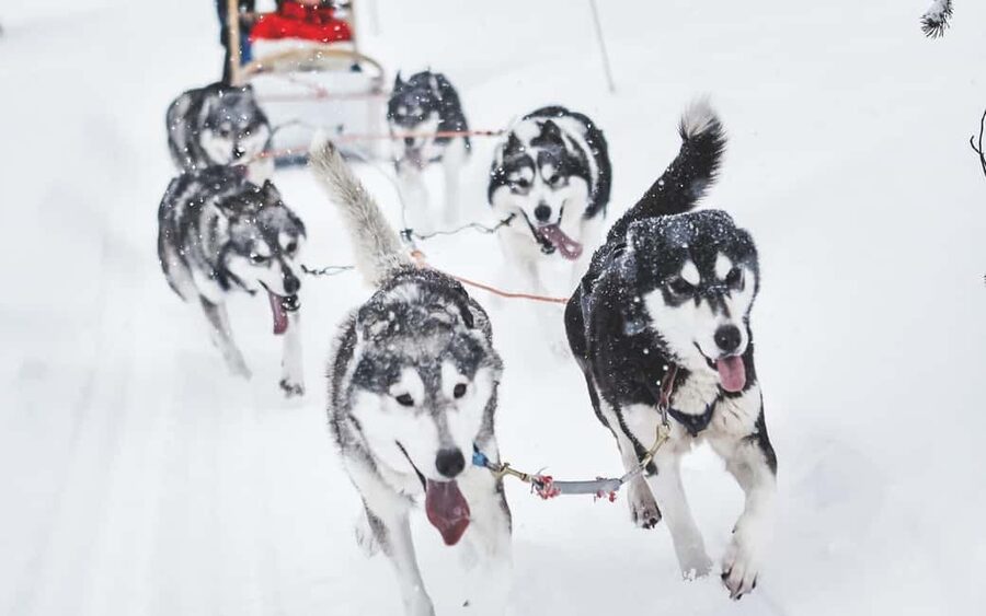 Rovaniemi: Husky Sled Ride and Farm Visit - Husky Sled Ride: 500 to 800 Meters of Winter Joy