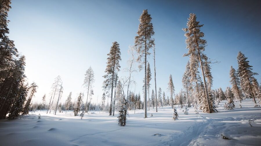 Rovaniemi: Lapland Ski Trekking Safari - Should you book this Lapland Ski Trekking Safari?