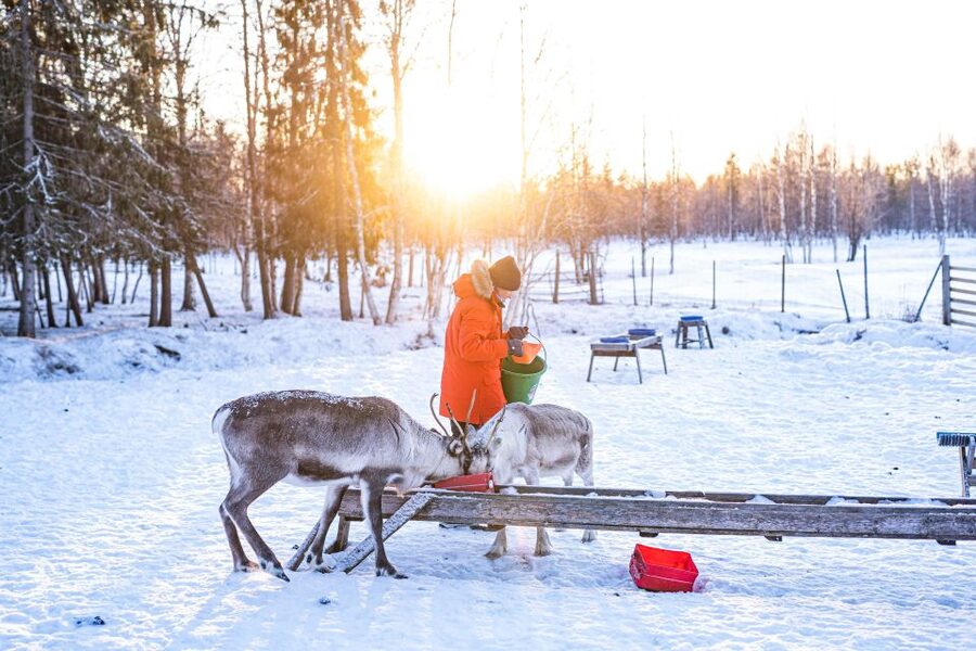 Rovaniemi: Local Reindeer Farm Visit with Sleigh Ride - Key highlights you should care about