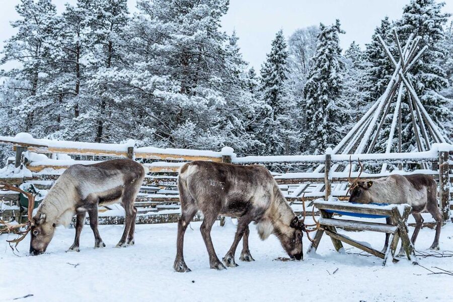 Rovaniemi: Local Reindeer Farm Visit with Sleigh Ride - Why a reindeer farm feels real here (and not just staged)