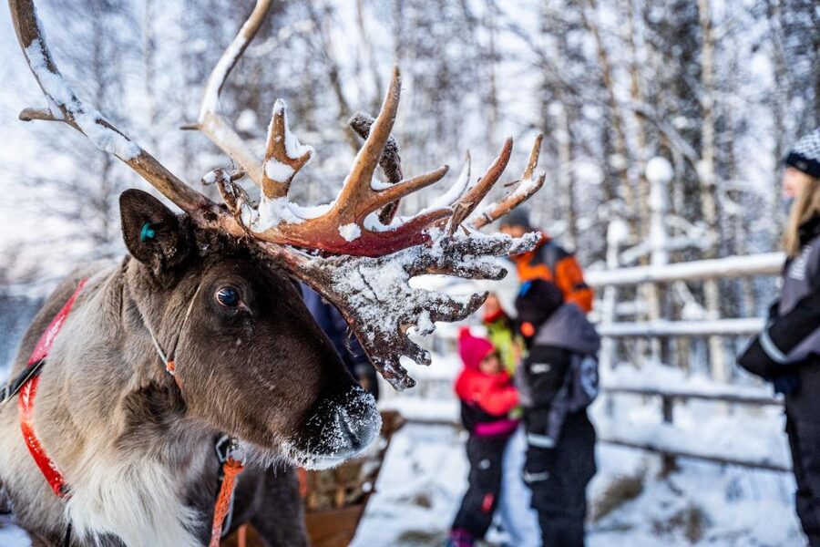 Rovaniemi: Local Reindeer Farm Visit with Sleigh Ride - On arrival: the kota hut warm-up and the farm rhythm