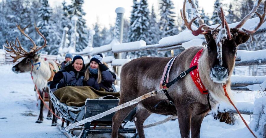 Rovaniemi: Local Reindeer Farm Visit with Sleigh Ride - Feeding the reindeer with lichen, and why it is more than a photo