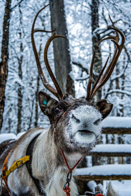 Rovaniemi: Local Reindeer Farm Visit with Sleigh Ride - Warm clothing, winter boots, and what to wear under them