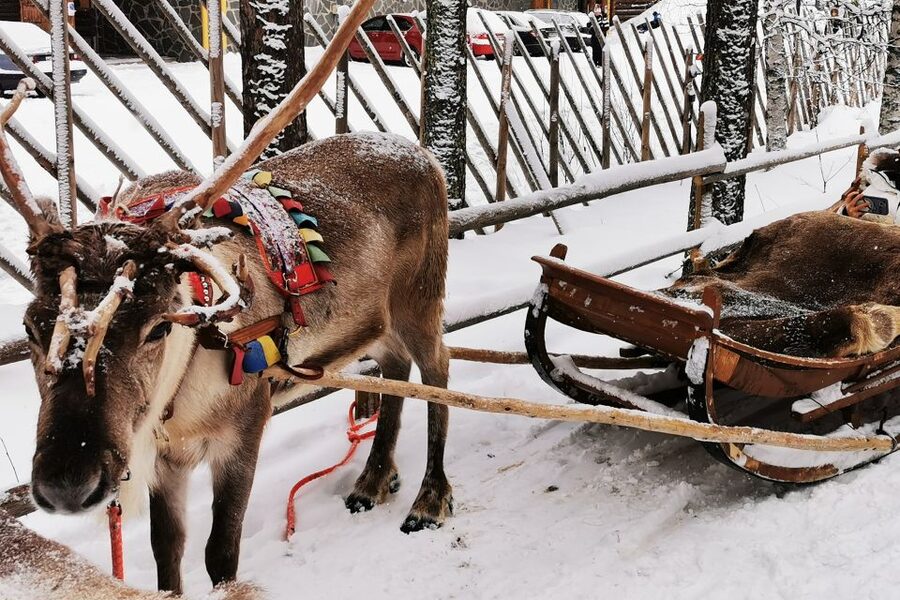 Rovaniemi: Meet Santa Claus, Reindeer Sleigh Ride & Huskies - Who This Tour Suits, and Who Should Skip It