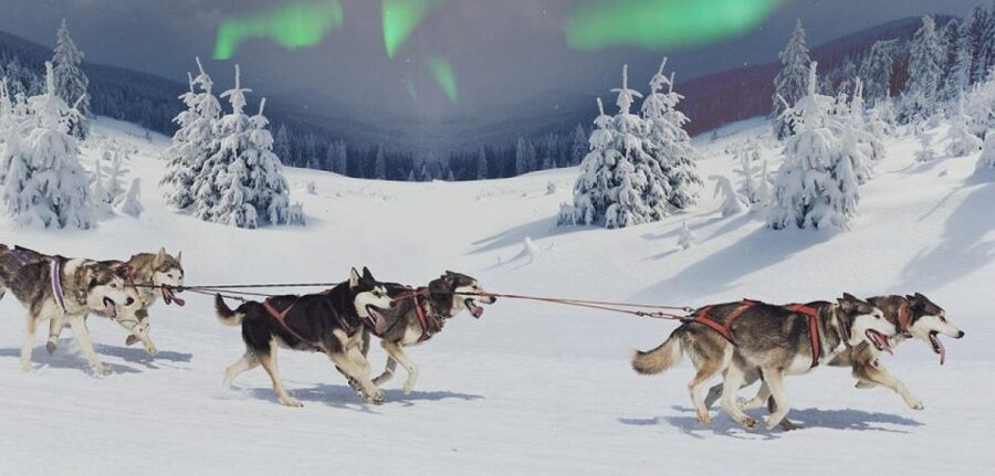 Rovaniemi: Northern Lights and Husky Sleigh Ride - Why this Rovaniemi husky and aurora night feels special