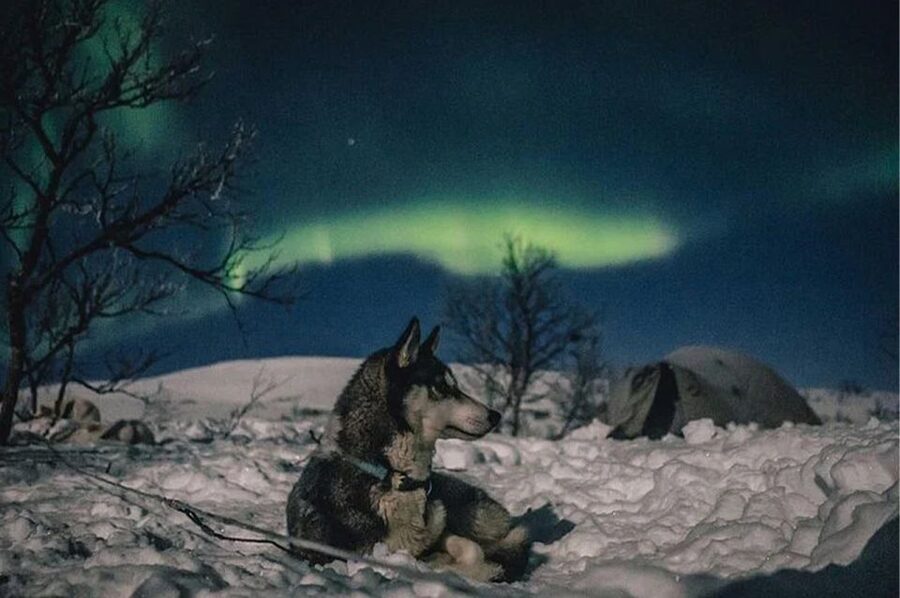 Rovaniemi: Northern Lights and Husky Sleigh Ride - Who should book this, and who should skip it