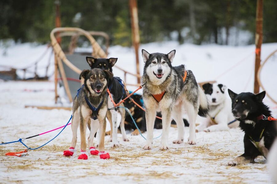 Rovaniemi: One Hour Husky Experience - Key things to know before you go