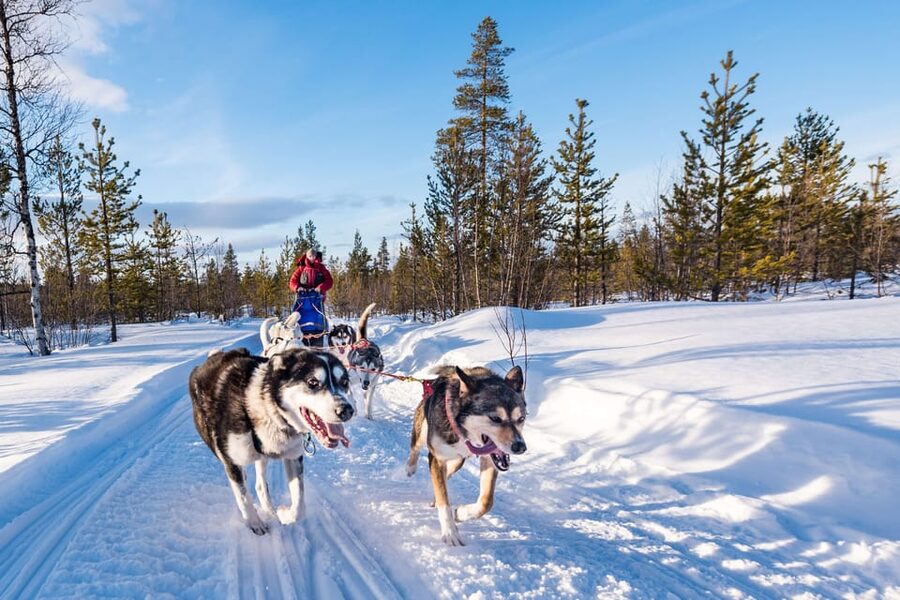 Rovaniemi: One Hour Husky Experience - Rovaniemi husky sled ride: what the tour actually feels like