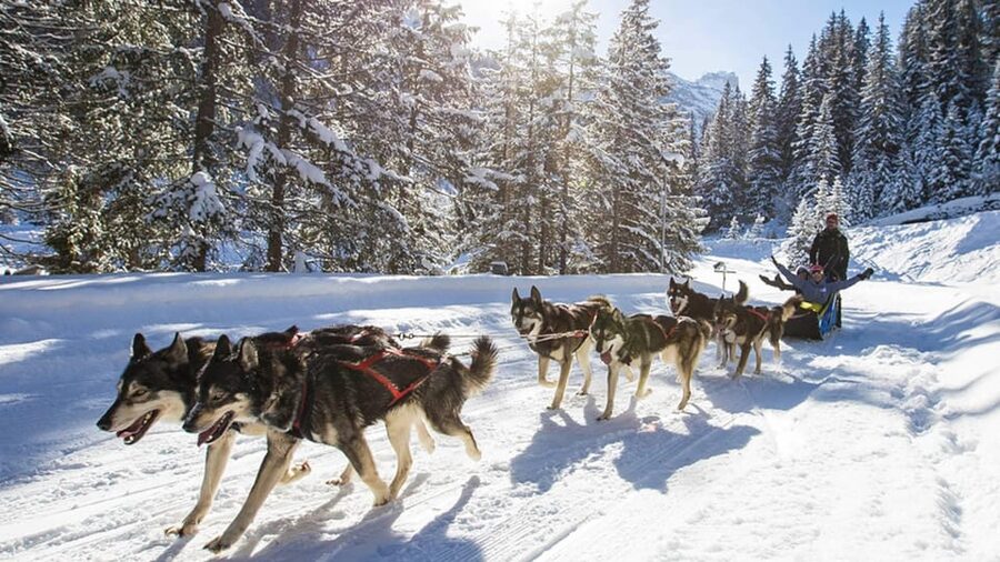 Rovaniemi: One Hour Husky Experience - English guide and group flow: what matters for families