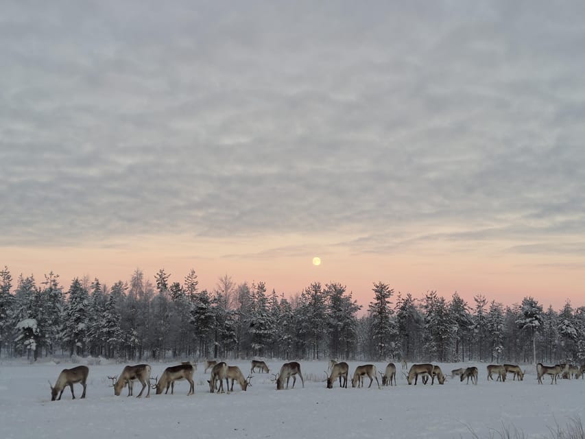 Rovaniemi: Private Reindeer Farm Visit and Walk-Along - Key highlights to know before you go