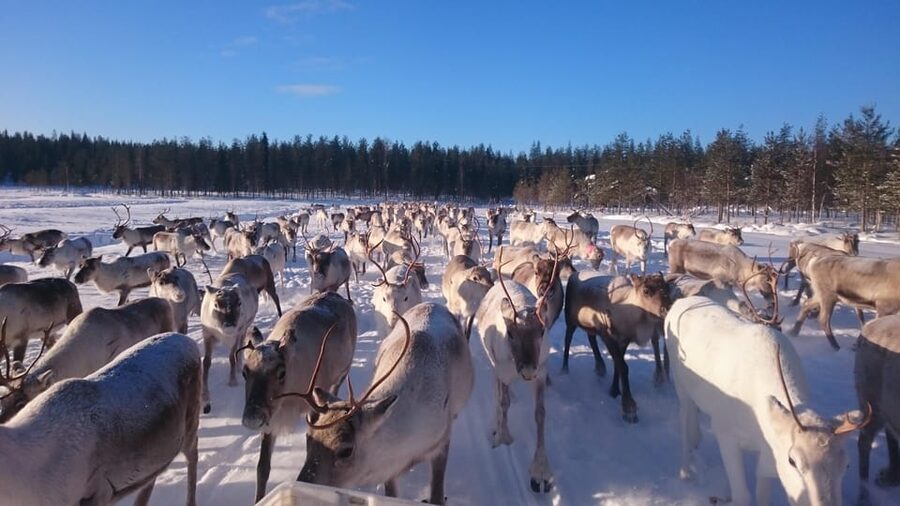 Rovaniemi: Private Reindeer Farm Visit and Walk-Along - A private reindeer farm day near Unarin-Luusua