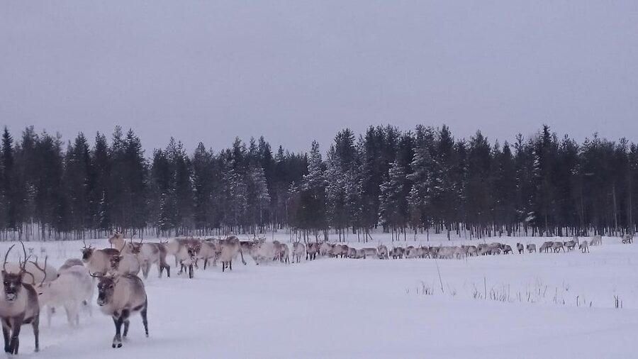 Rovaniemi: Private Reindeer Farm Visit and Walk-Along - Snowmobile sledge ride to the pasture stop