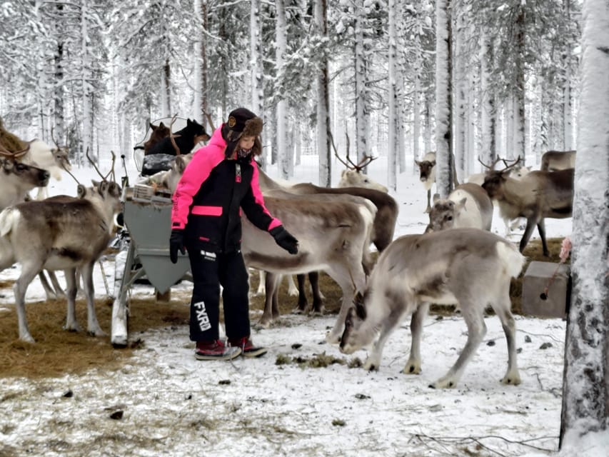 Rovaniemi: Private Reindeer Farm Visit and Walk-Along - Up-close reindeer feeding: lichen first, then pellets