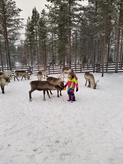 Rovaniemi: Private Reindeer Farm Visit and Walk-Along - Kota tent warmth: berry juice, s’mores, and local treats