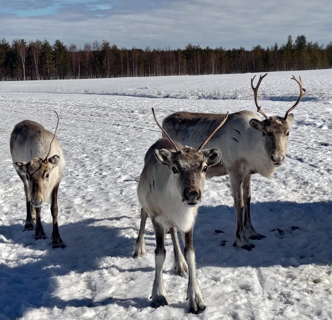 Rovaniemi: Private Reindeer Farm Visit and Walk-Along - Lasso throwing with a reindeer herder style