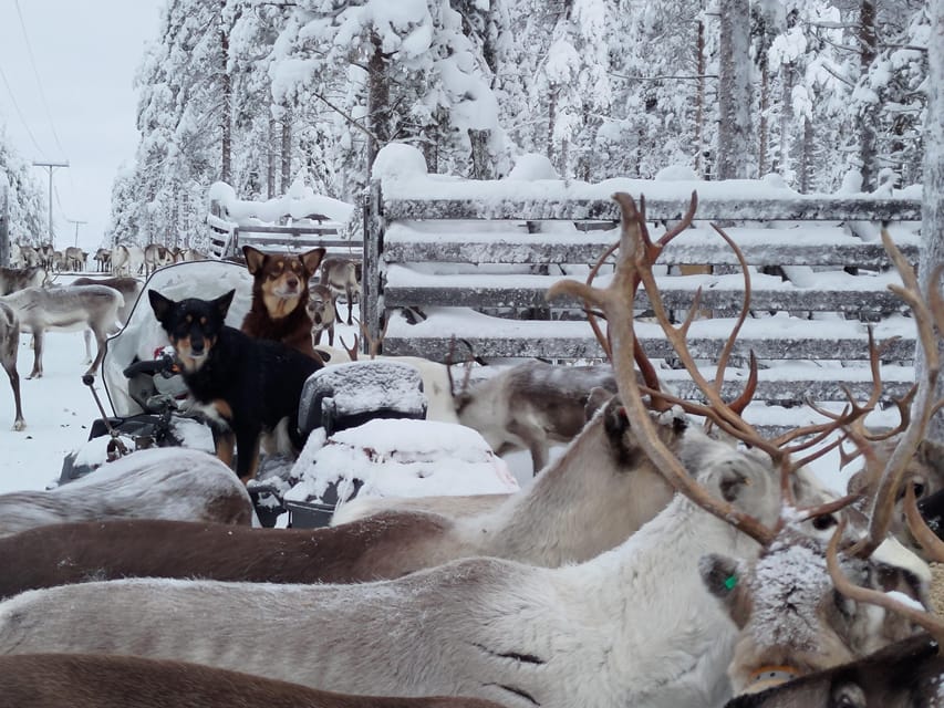 Rovaniemi: Private Reindeer Farm Visit and Walk-Along - Who should book this reindeer farm visit