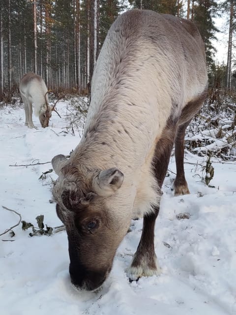 Rovaniemi: Private Reindeer Farm Visit and Walk-Along - Price and value: what you’re really paying for
