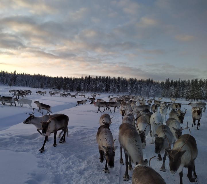 Rovaniemi: Private Reindeer Farm Visit and Walk-Along - 90 km north of Rovaniemi: logistics that matter