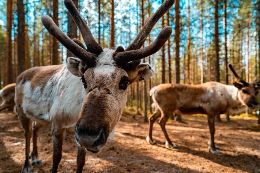 Rovaniemi: Quad Bike Safari, Reindeer & Husky Farm Visit - Key points you will care about