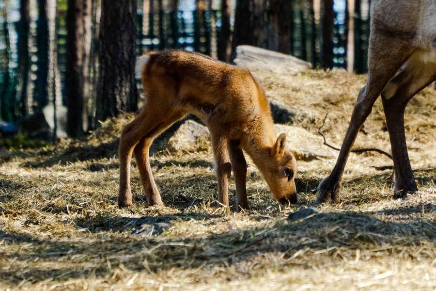 Rovaniemi: Quad Bike Safari, Reindeer & Husky Farm Visit - Views and weather: why season changes everything