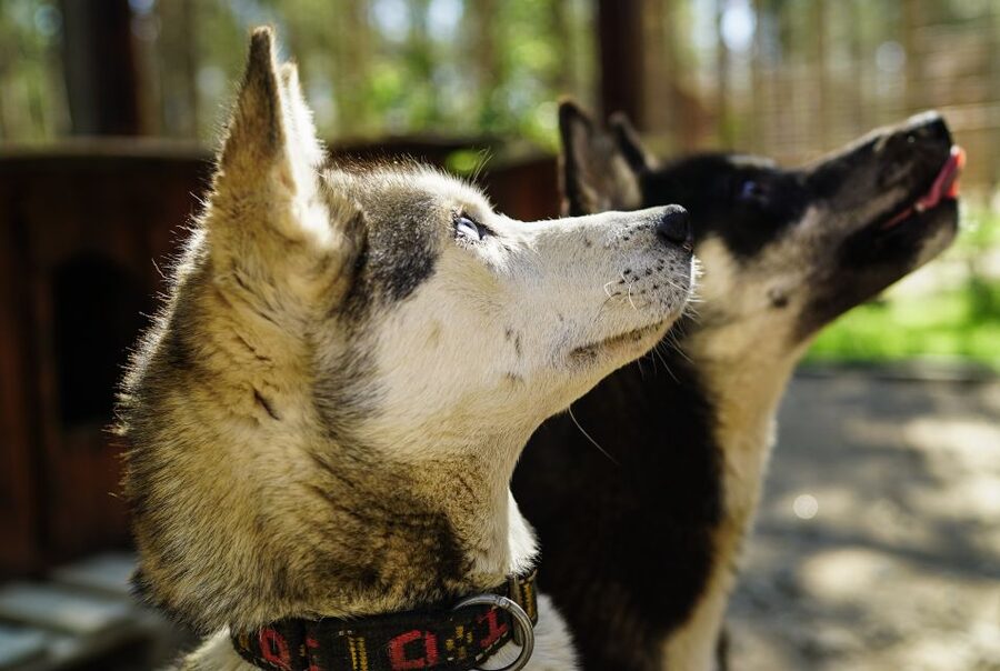Rovaniemi: Quad Bike Safari, Reindeer & Husky Farm Visit - Husky and reindeer time: petting plus real animal know-how