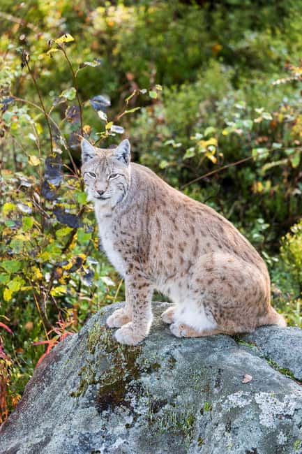 Rovaniemi: Ranua Wildlife Park Private Day Trip - Key things to know before you go