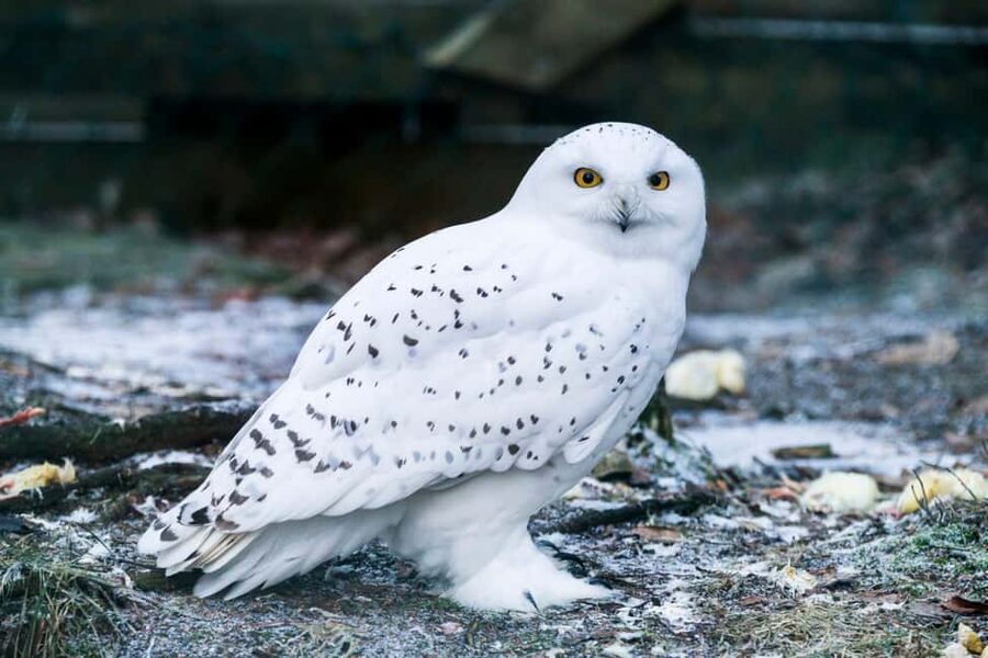 Rovaniemi: Ranua Wildlife Park Private Day Trip - Why this Ranua trip feels different from a standard zoo run