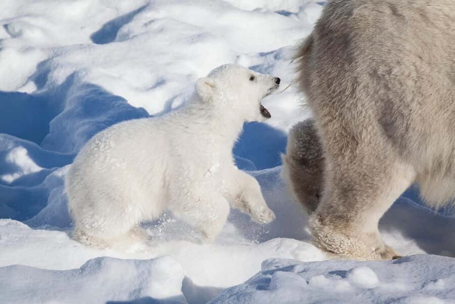 Rovaniemi: Ranua Wildlife Park Private Day Trip - Inside the park: over 50 Arctic species and what to prioritize