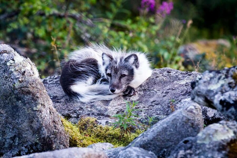 Rovaniemi: Ranua Wildlife Park Private Day Trip - The guided tour experience: stories, feeding sessions, and conservation context