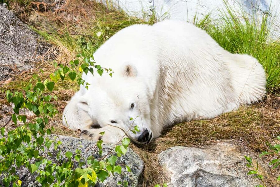 Rovaniemi: Ranua Wildlife Park Private Day Trip - Walking paths and the eco-friendly side of Ranua