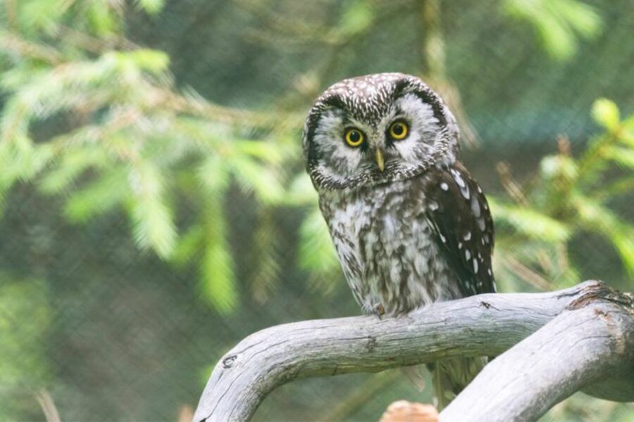 Rovaniemi: Ranua Zoo Entry Ticket w/ Walking Tour and Lunch - Price and Value: What You’re Paying For in Real Terms