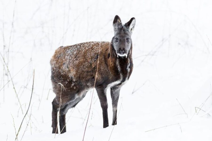 Rovaniemi: Ranua Zoo Entry Ticket w/ Walking Tour and Lunch - Ranua Zoo From Rovaniemi: What This Trip Really Delivers