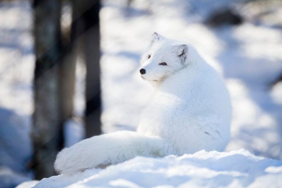 Rovaniemi: Ranua Zoo Entry Ticket w/ Walking Tour and Lunch - Who This Tour Is Best For (And Who Might Want Alternatives)