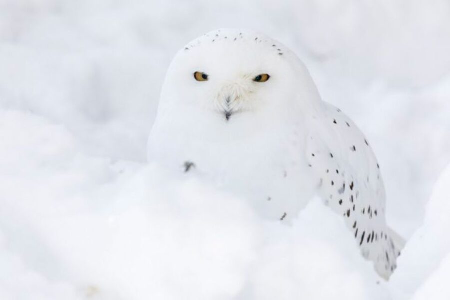 Rovaniemi: Ranua Zoo Entry Ticket w/ Walking Tour and Lunch - Pickup, Transfer, and the 8-Person Group Advantage