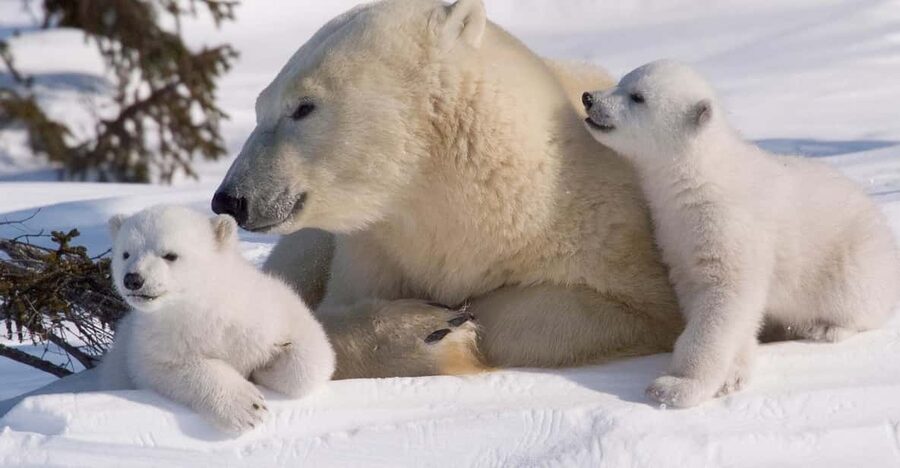 Rovaniemi: Ranua Zoo Visit with Lunch - Quick Takeaways Before You Go