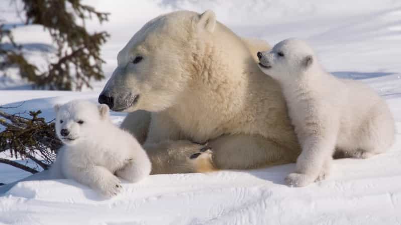 Rovaniemi: Ranua Zoo Visit with Lunch - From Hotel Door to Arctic Zoo, the Pace That Matters